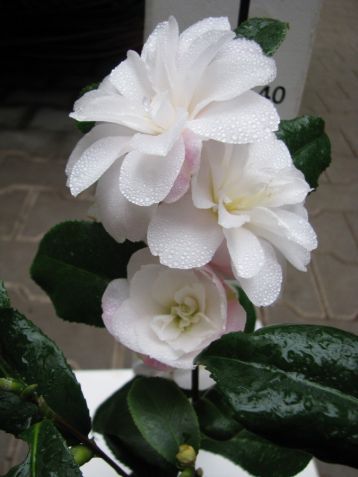 Camellia vernalis "star above star" - kamélie