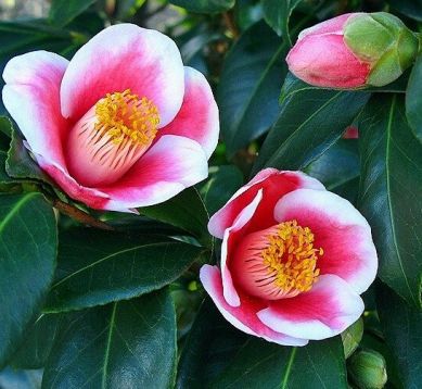 Camellia "tama - no - ura" - kamélie