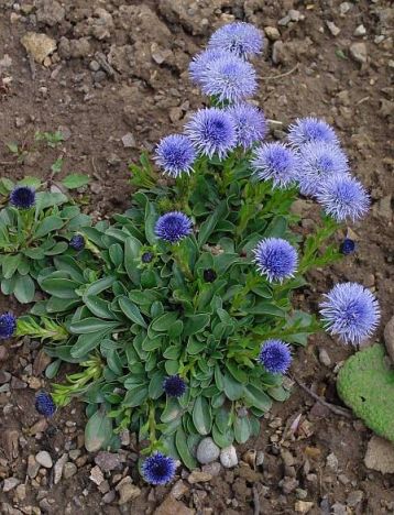 Globularia punctata