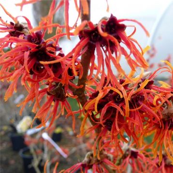Hamamelis intermedia "jelena" - vilín prostřední
