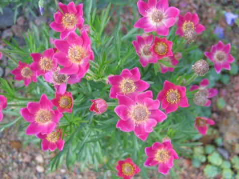 Anemone multifida "rubra"