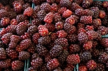rubus thornless "boysenberry "- raspberry