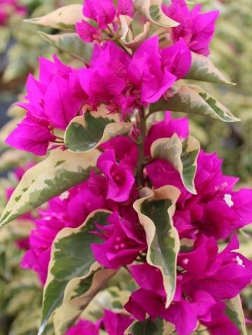 Bougainvillea "vera variegata"