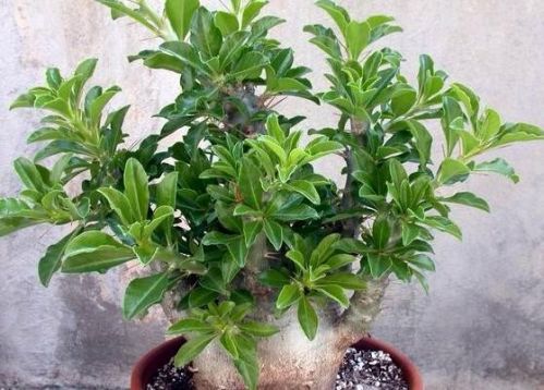 Pachypodium saundersii