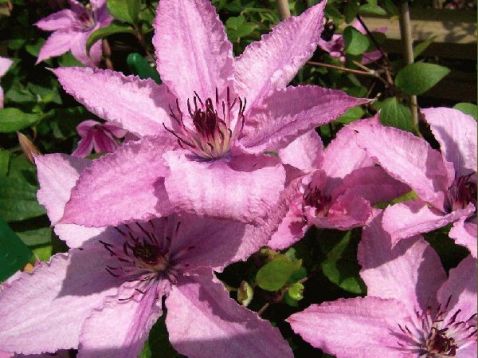 Clematis "hagley hybrid"