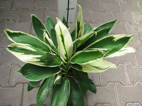 Cordyline fruticosa "conga" - dračinka