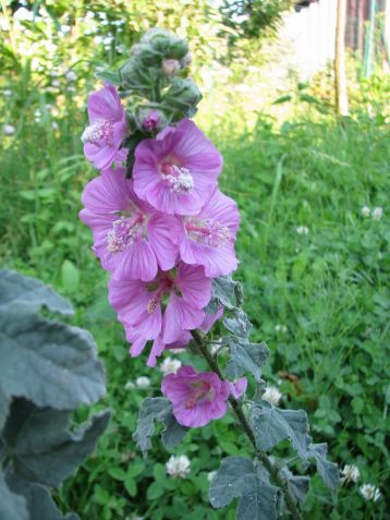 Lavatera "burgundy wine" - slézovec
