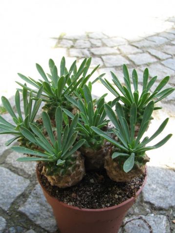 Euphorbia bupleurifolia x susannae