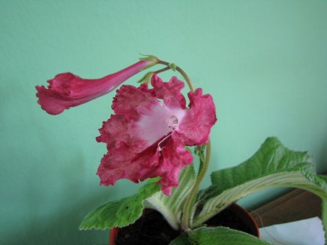 Streptocarpus "snow rose"