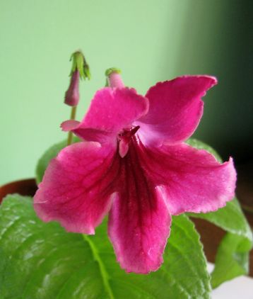 Streptocarpus "cream de fraise"