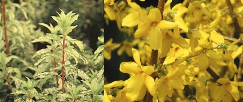 Forsythia intermedia "fiesta"