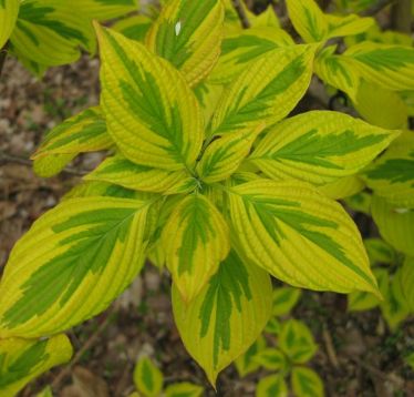 Cornus alternifolia "golden shadows" - svída
