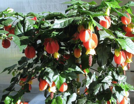 Abutilon megapotamicum - pokojová lipka, javor