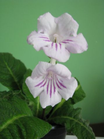 Streptocarpus "alexandra"
