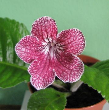 Streptocarpus "trina balerina"