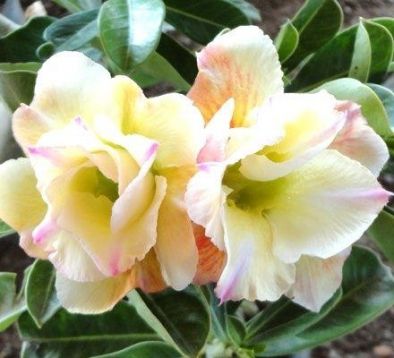 Adenium obesum "thong saprang" - pouštní růže
