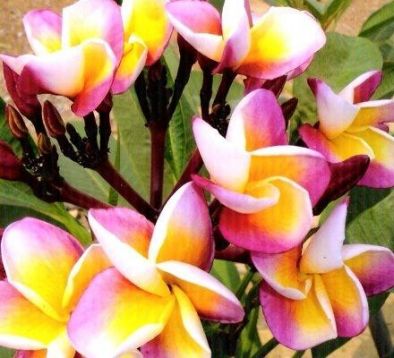 Plumeria "sang aroon"