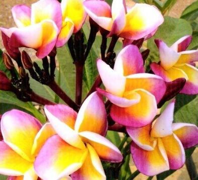 Plumeria "sang aroon"