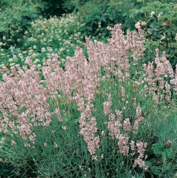 Lavandula angustifolia "rosea"