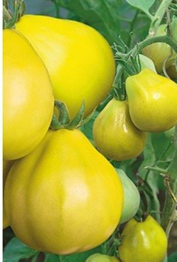 Tomato "yellow truffle"
