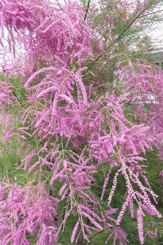Tamarix ramosissima "rubra" - tamaryšek