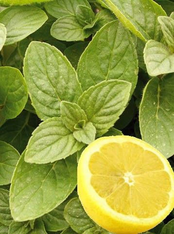 Máta citrónová "hillary´s sweet lemon"