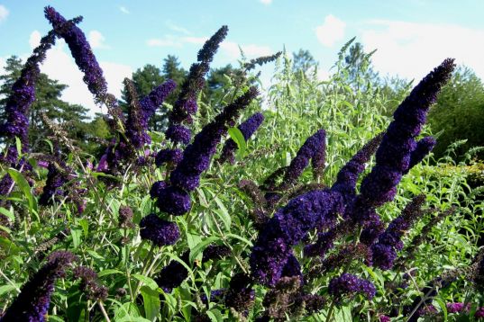 Buddleja "black night"