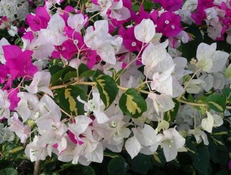 Bougainvillea "vicky"