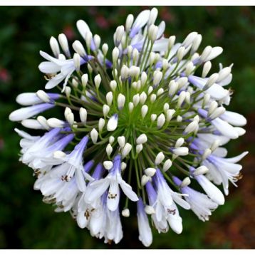 Agapanthus "queen mum"