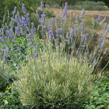 Lavandula angustifolia "platinum blonde" - levandule přezimující