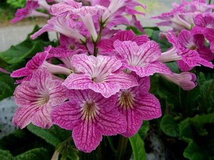 streptocarpus "harriet"