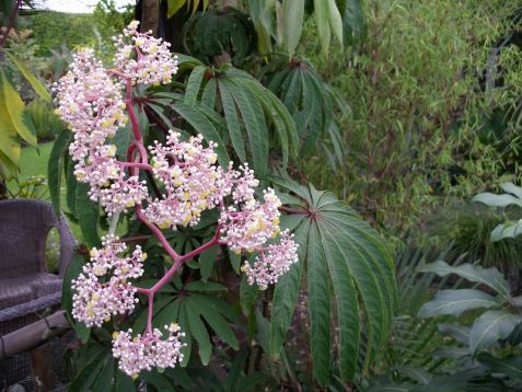 begonia luxurians