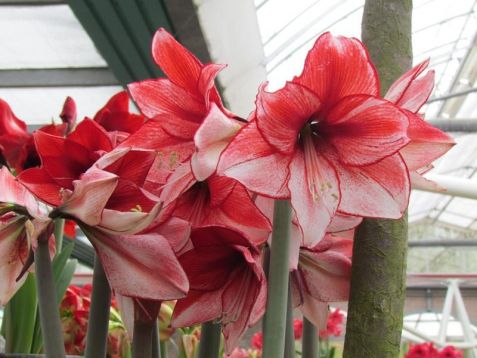 hippeastrum "charisma" - hvězdník, nesprávně amarylis