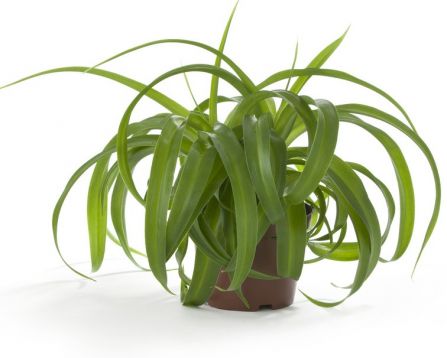 chlorophytum comosum "bonnie green" - zelenec