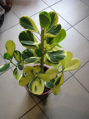 clusia rosea variegata