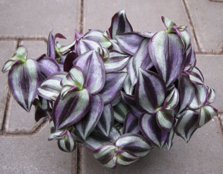 tradescantia purpusii "silver sicilian" -voděnka,poděnka