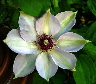 clematis "miss batman"