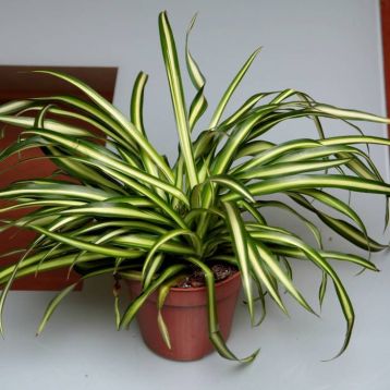 chlorophytum "atlantic" - zelenec