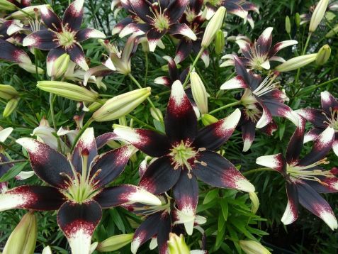 lilium "netty´s pride"