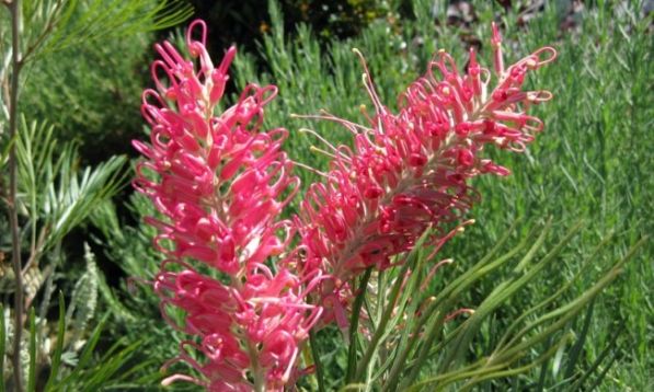 grevillea robusta " ivanhoe " - grevilea, doubek