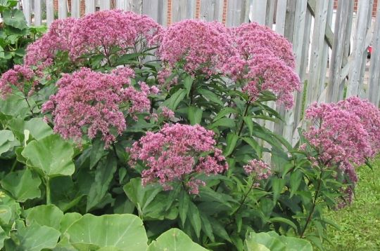 eupatorium maculatum "atropurpureum"