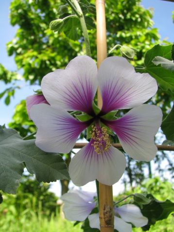 lavatera maritima