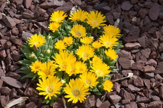 delospermum "gold nugget"