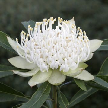 telopea " shady lady white "
