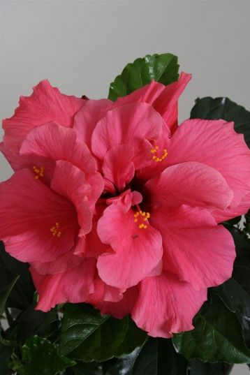 Hibiscus sin. "sunshiners®" - deep pink