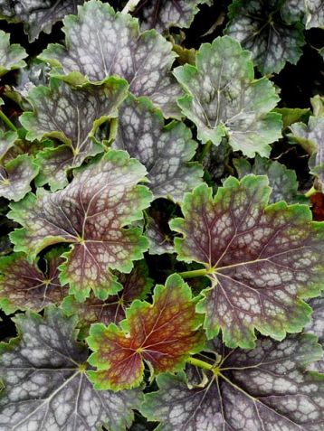heuchera americana "marvelous marble"