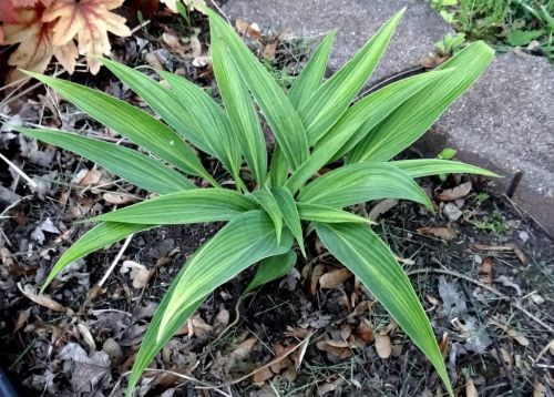 hosta " hyuga urajiro"