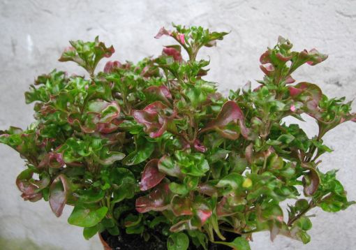 alternanthera green