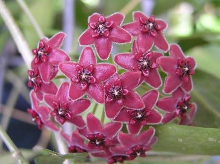 hoya lamingtoniae