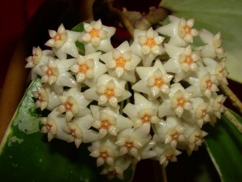 hoya parasitica variegata